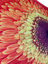StormKing Folding Floral Umbrella Orange Daisy