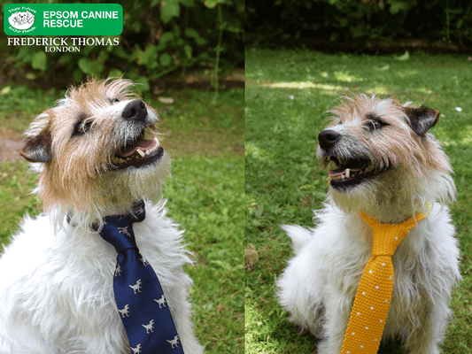 dogs-wearing-ties-jekka